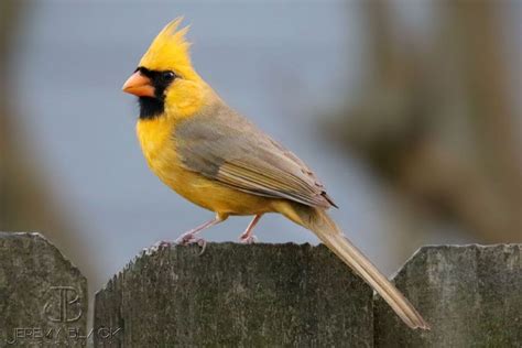 Rare Yellow Cardinal Spotted In Alabama Is ‘one In A Million Live
