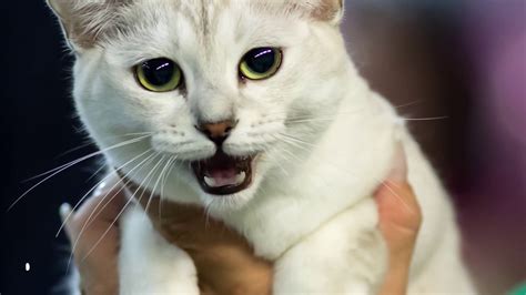 13 Rarest Cat Breeds Ever Youtube