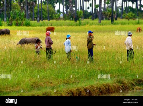 Rural Life In Cambodia Stock Photo Alamy
