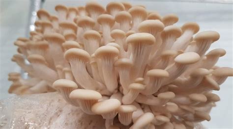 Types Of Oyster Mushrooms Top Types You Need To Know FreshCap Mushrooms