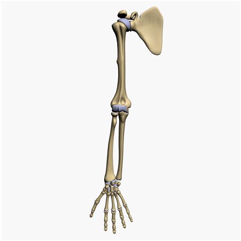 Human Arm Bone Anatomy 3d Model Bones Human Arm Anatomy Skeletal