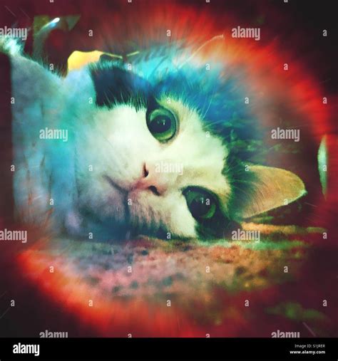 Magical Alien Cat Stock Photo Alamy