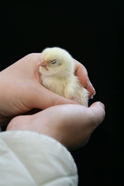 Free Images Hand Bird Beak Chicken Cock Close Up Nose Hands