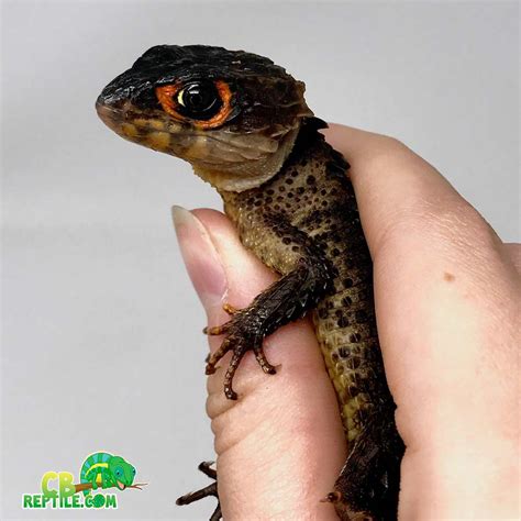 Red Eyed Crocodile Skink For Sale Baby Red Eye Crocodile Skink