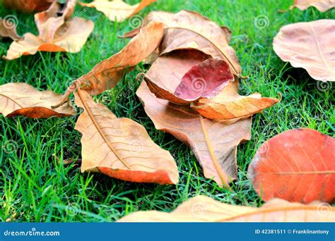Dead Leaves On Grass Stock Image Image Of Grass Foliage 42381511