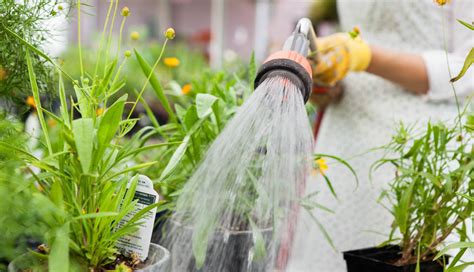 Watering Tips For Your Garden