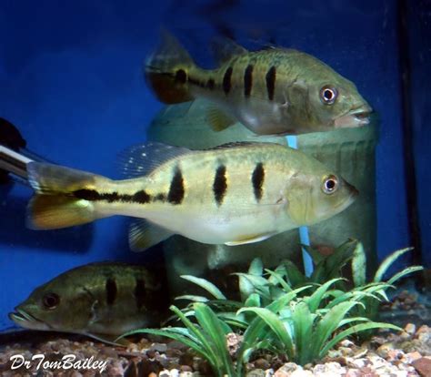 Peacock Bass Cichlids