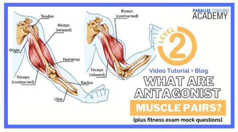 What Are Antagonist Muscle Pairs Parallel Coaching