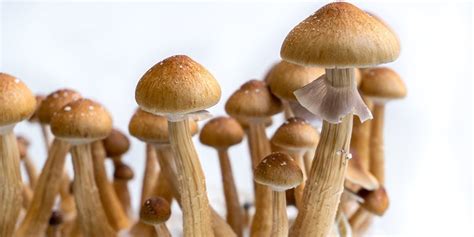 How To Grow Magic Mushrooms Indoors 3 Methods Zamnesia