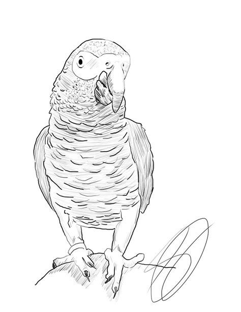 Parrot Images Drawing At Getdrawings Free Download