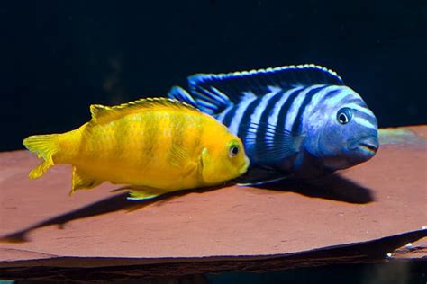 Pseudotropheus saulosi - Fish Care