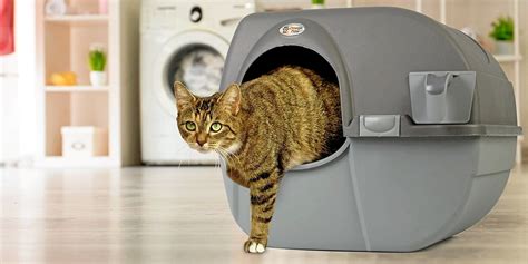 Les Meilleures Liti Res Automatiques Pour Chat En