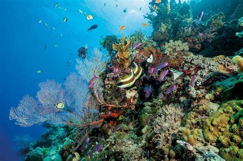 Our Grandchildren May Never See The Great Barrier Reef