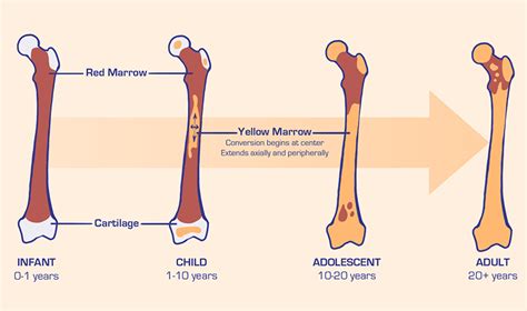Bone Marrow Basic Science Orthobullets
