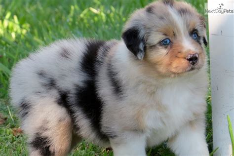 Australian shepherds or aussies are lean, medium, bobtailed dogs and a cowboy favorite for guarding and herding at ranches, rodeos, and horse shows. Australian Shepherd puppy for sale near Houston, Texas ...