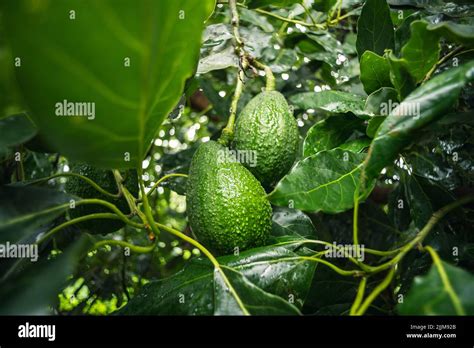 A Closeup Of Hass Avocados Growing On A Tree Stock Photo Alamy