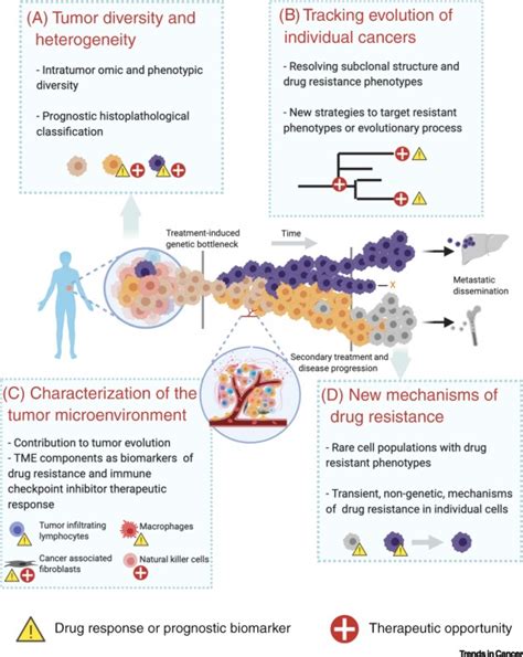 Leveraging Single Cell Approaches In Cancer Precision Medicine Trends