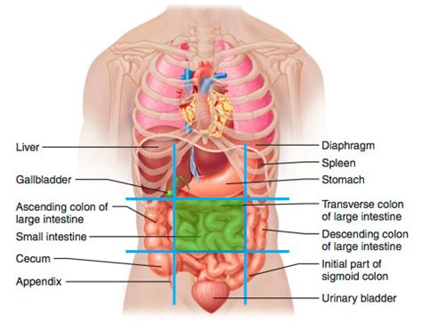 It contains information about the normal anatomy and the most common pathology. Human Body Abdominal Regions - ovulation symptoms