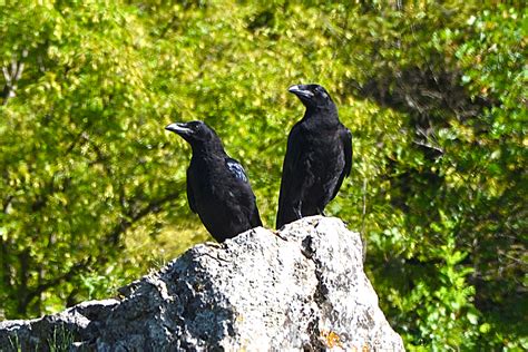 Wild Herzegovina Birdwatching Northern Raven Corvus Corax