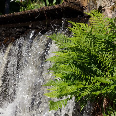 Free Download Hd Wallpaper Waterfall Greenery Closeup Plant