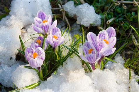Flowers Purple Crocus In The Snow Stock Photo By ©enika100 11995871