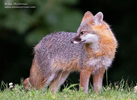 Ohio Birds And Biodiversity Nature Gray Fox Sightings Continue To Be