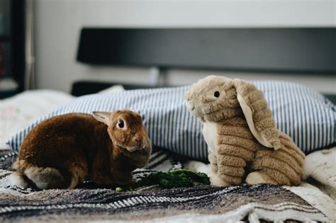 Wenn sich meerschweinchen dazu entschließen, domestiziert in einem holzkasten zu wohnen für zweibeiner, die ihre schweinchen im schlafzimmer beherbergen, könnte dies ein großer vorteil sein. Kaninchen im Schlafzimmer halten - Vor- und Nachteile ...