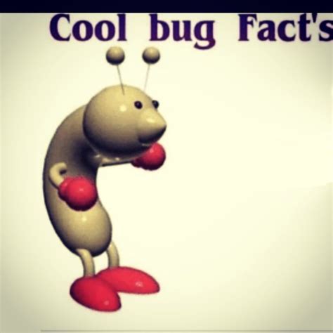 Cool Bug Facts Rmemetemplatesofficial