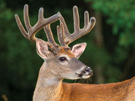 The Keys To Deer Antler Growth Outdoor Life
