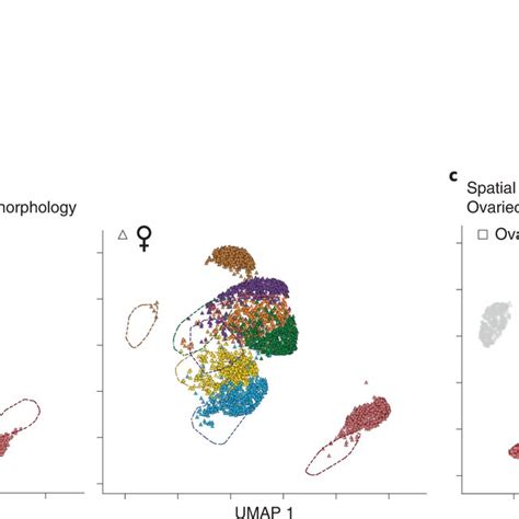 Morphomics Identifies Sexually Dimorphic Microglial Morphology In Download Scientific Diagram