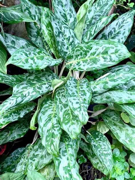 Plantfiles Pictures Aglaonema Chinese Evergreen Philippine Evergreen