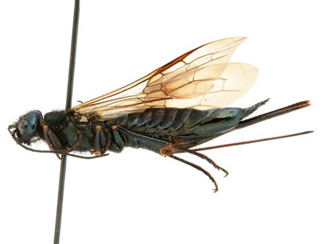 Sirex Ermak Sawfly Genus