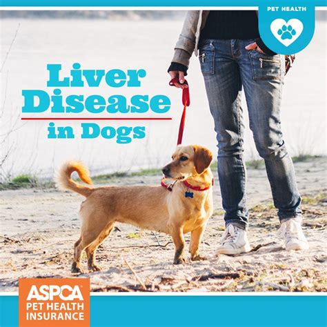 Early Signs Of Canine Liver Disease Recognize Disease