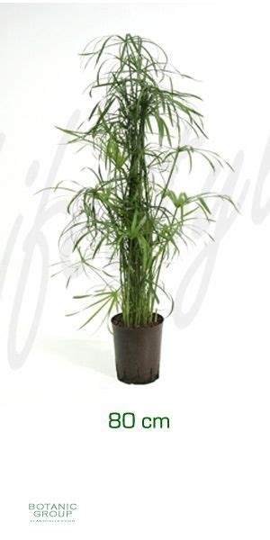 Ihre zimmerpflanze zyperngras sollte logischerweise blühende ohne abstriche zu machen ihrem. Cyperus alternifolius - Zyperngras