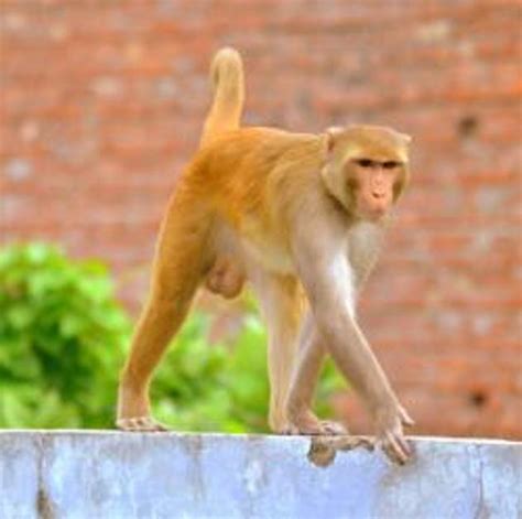 To Trap And Catch Its Monkeys Uttarakhand Depends On Professionals