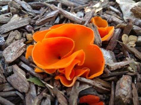 Vibrant Orange Mushroom Found In Sw Mi Mycology Fungi Mushrooms