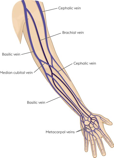 Diagram Of Veins In Arm For Phlebotomy Wiring Diagram