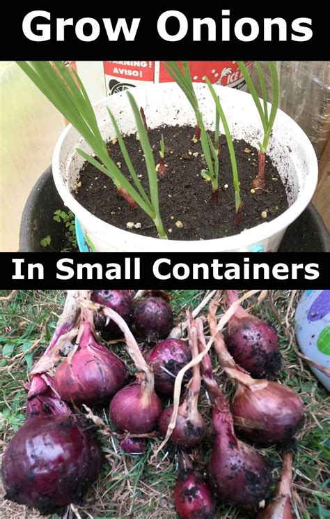 Grow Onions In Containers Here Is How You Can Grow Onions In Small
