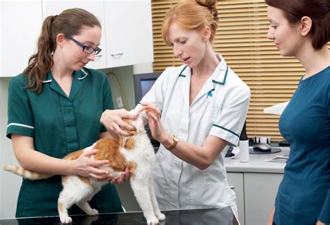 Owner Compliance In Veterinary Practice Recommendations From A Roundtable Discussion
