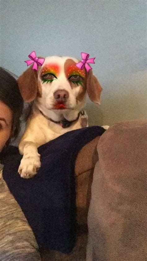 22 Photos Of Pets With Snapchat Filters That Are Just Perfect Pets