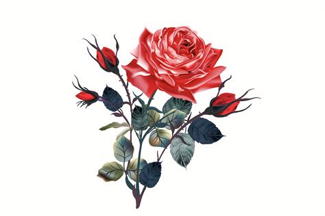 Vintage Red Rose High Detailed Vector Rose Illustration By Fleurart