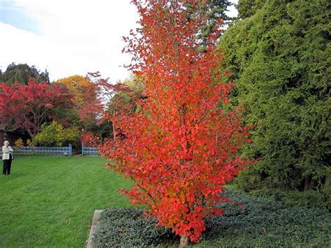 Best Trees For Fall Colors Best Trees To Plant