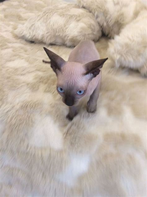 Sphynx Blue Eyes Sphynx Cats Cats For Sale Price