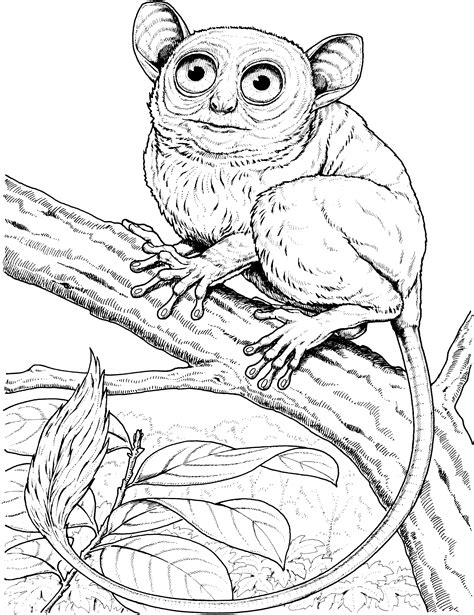 Coloring Monkey Marmoset Pages Pygmy Snow Monkeys Clipart Realistic
