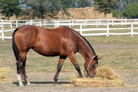 Horse Eating Hay Stock Image Image Of Horse Mammal 21682577