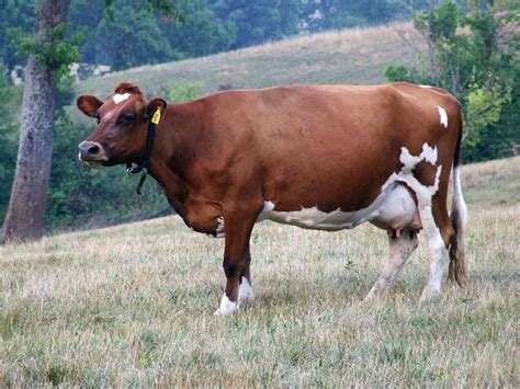 top 15 cattle breeds for your farm