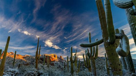 Sonoran Desert 4k Wallpaper Sonoran Desert Desert Painting Saguaro