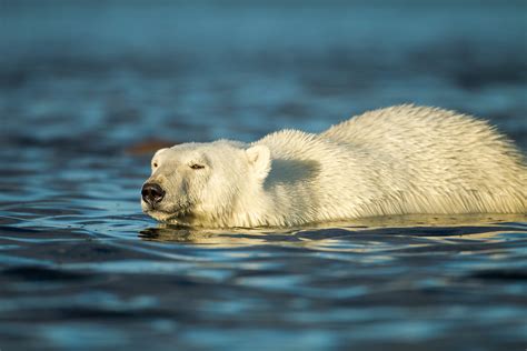 Polar Bear Hudson Bay Manitoba Canada Paul Souders Worldfoto