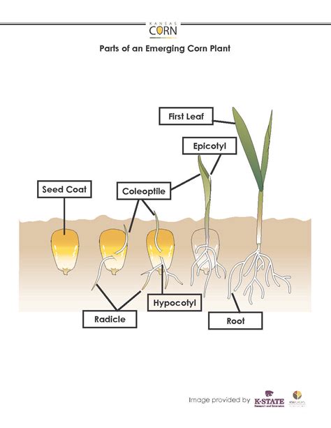 Corn Plant Diagram Wiring Diagram