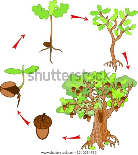 What does a baby sea horse eat? Oak Life Cycle Plant Growin Acorn Stock Vector (Royalty ...